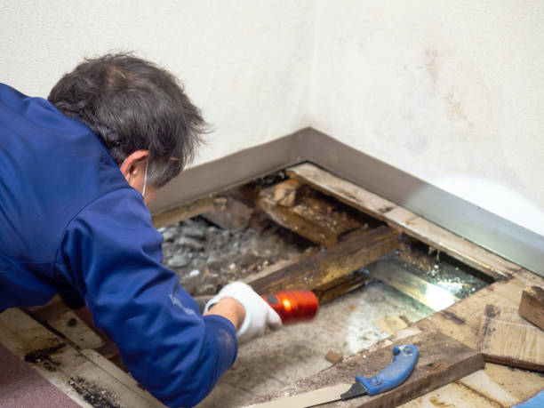 Best Mold Remediation  in Muse, PA