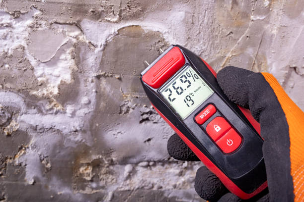 Best Affordable Mold Removal  in Muse, PA