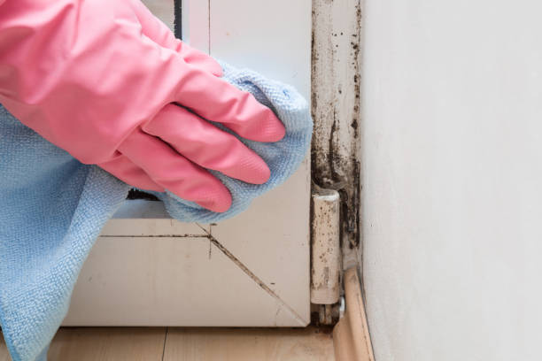 Best Certified Mold Removal  in Muse, PA